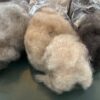 Mohair Roving